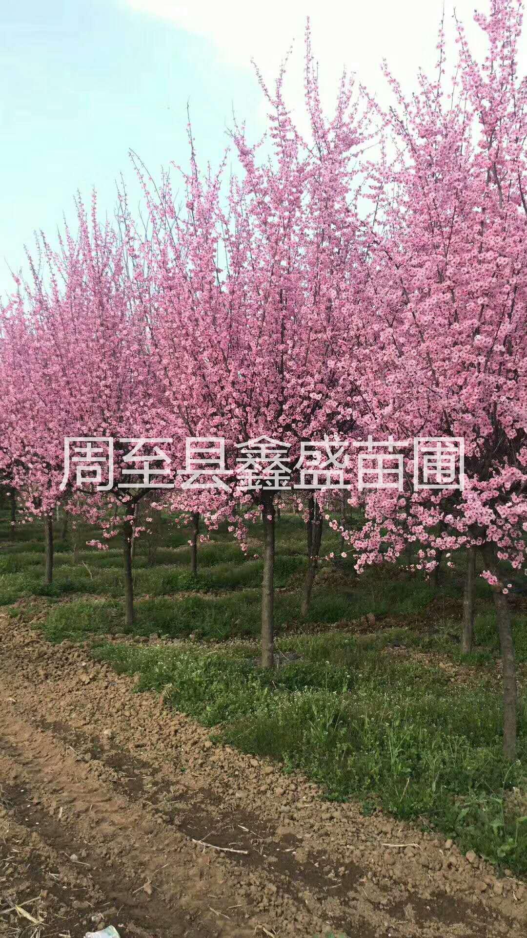 供應(yīng)日本麗桃 陜西帚桃批發(fā)直銷 西安麗桃價(jià)格便宜 名貴風(fēng)景樹 帚桃供應(yīng)日本麗桃 陜西日本麗桃批發(fā)直銷 西安麗桃價(jià)格便