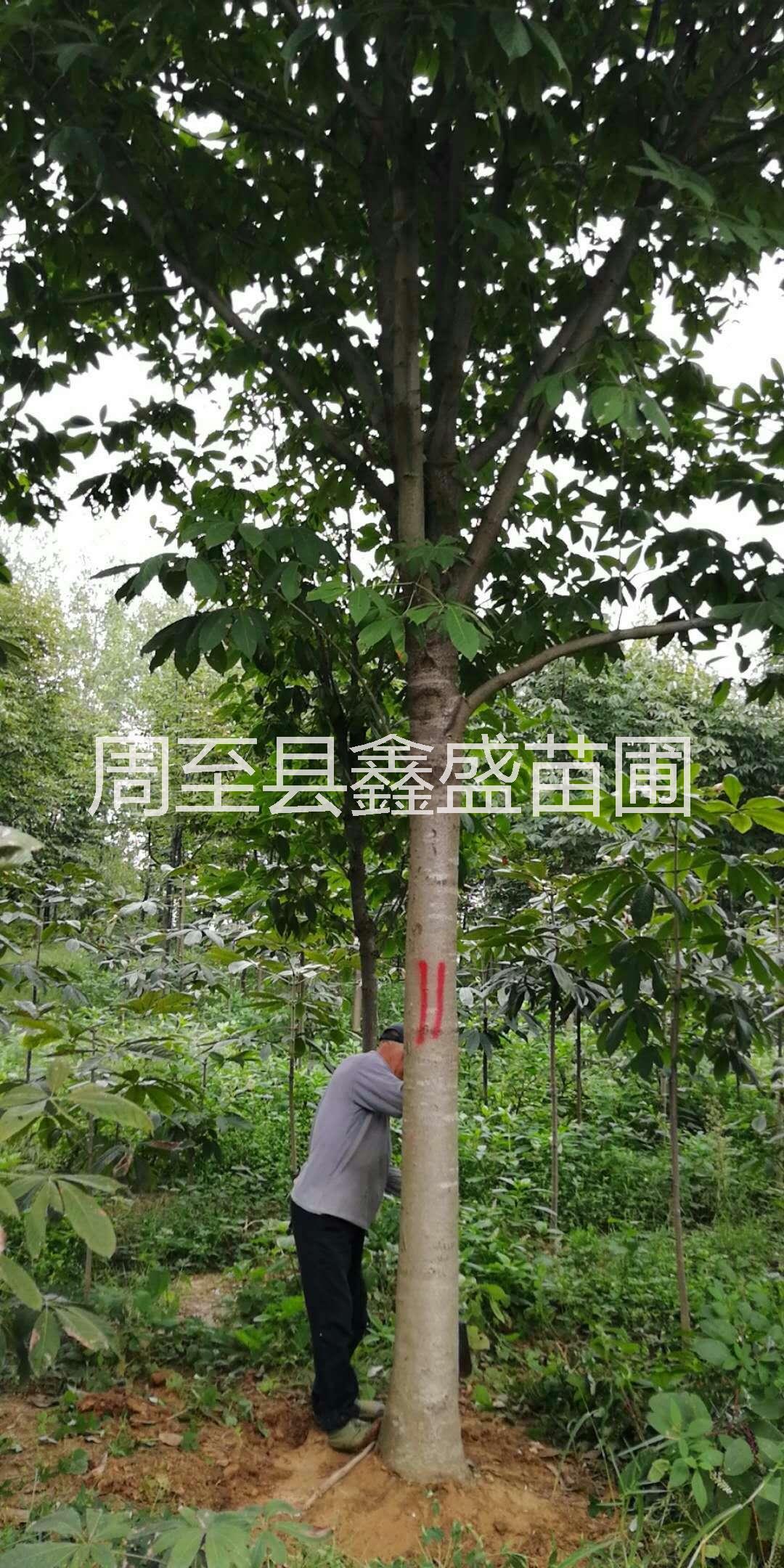供應(yīng)綠化風(fēng)景樹七葉樹 陜西苗木基地直銷七葉樹 西安七葉樹批發(fā)價