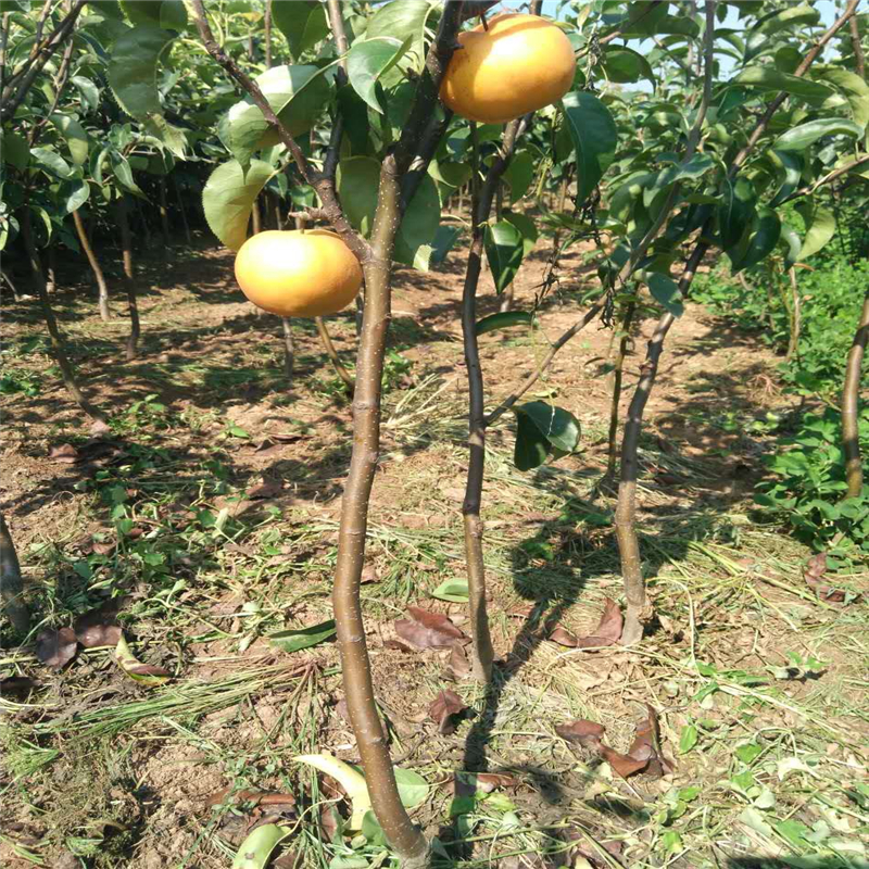 江蘇省梨樹苗價格  梨樹苗新品種簽訂合同