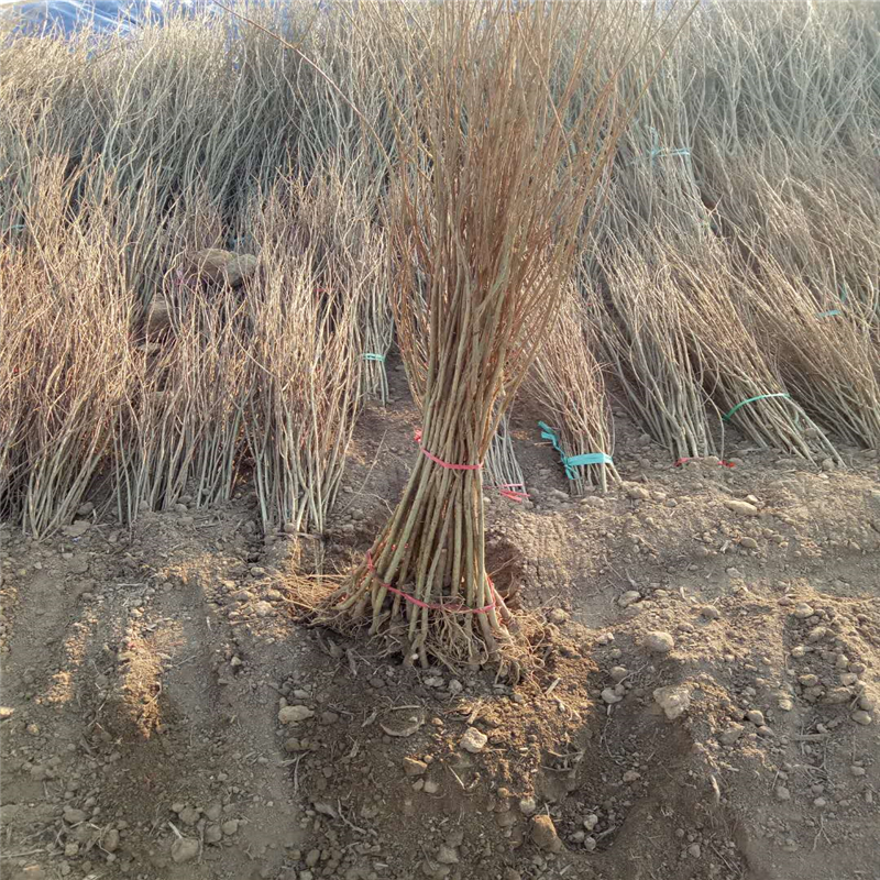 黑龍江省櫻桃苗價格  櫻桃苗新品種簽訂合同