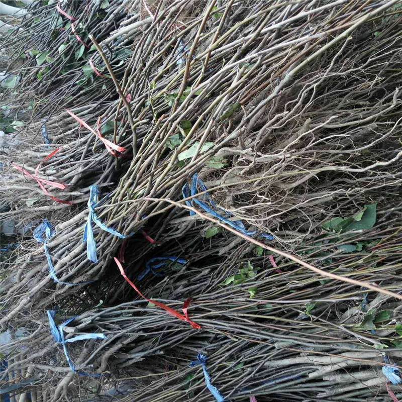 江蘇省梨樹苗價格  梨樹苗新品種簽訂合同