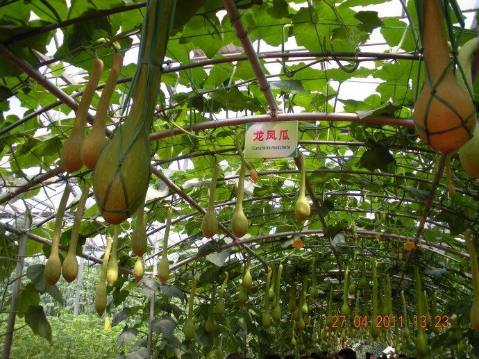 微型觀賞南瓜種子  龍鳳瓜種子質(zhì)