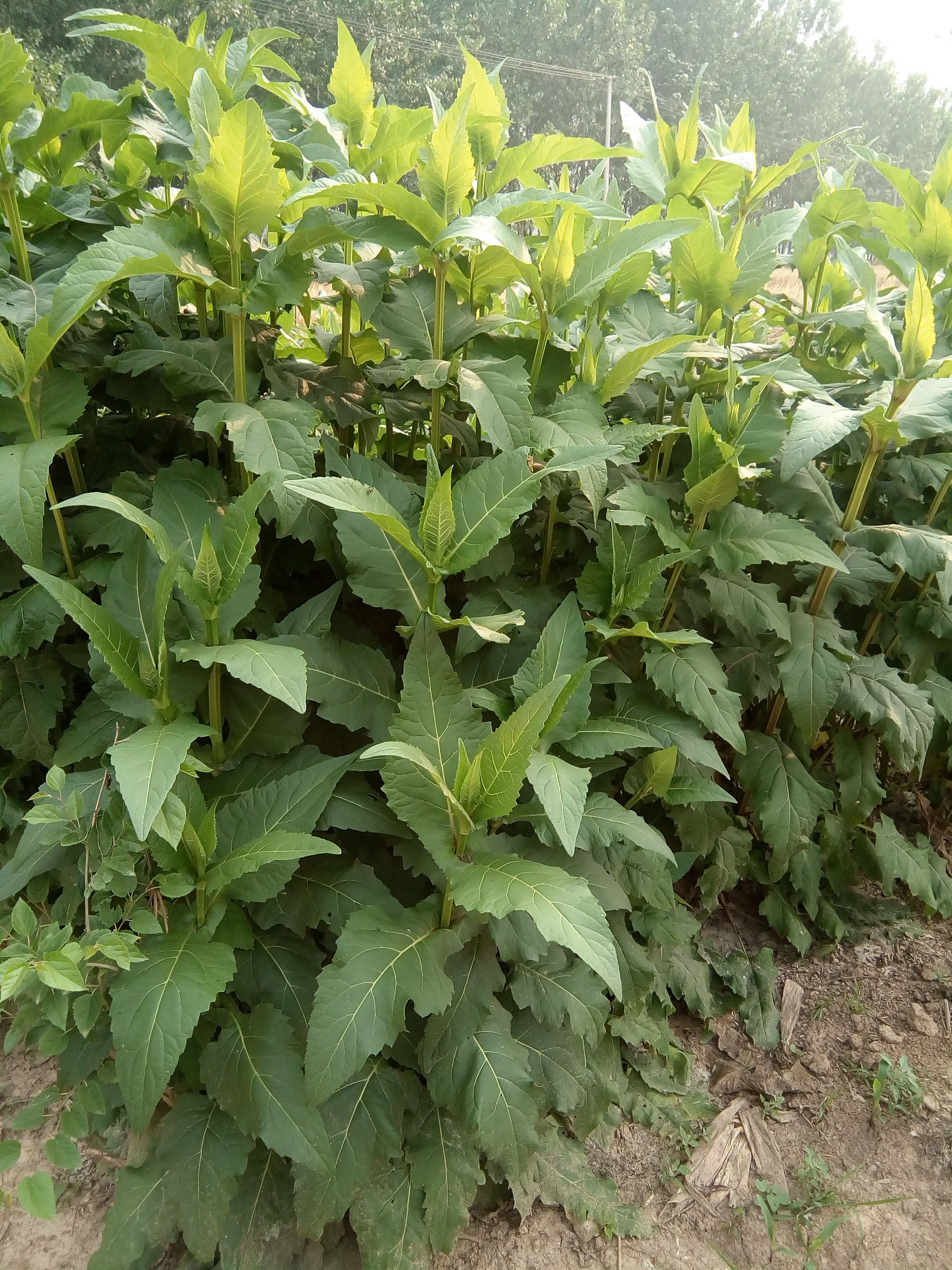 串葉松香草種子