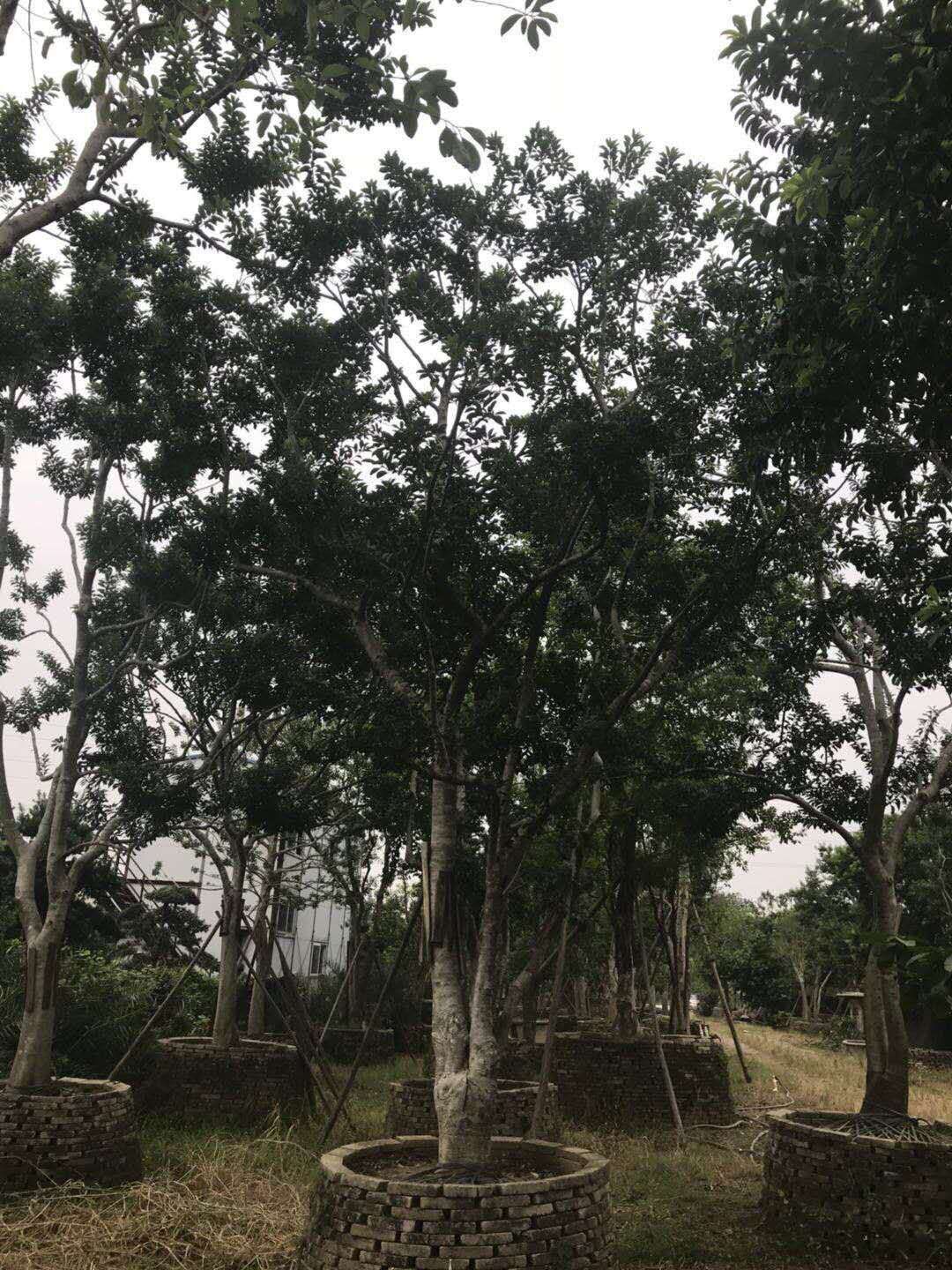 鐵冬青基地鐵-冬青批發(fā)-鐵冬青價(jià)格-廣東叢生鐵冬青