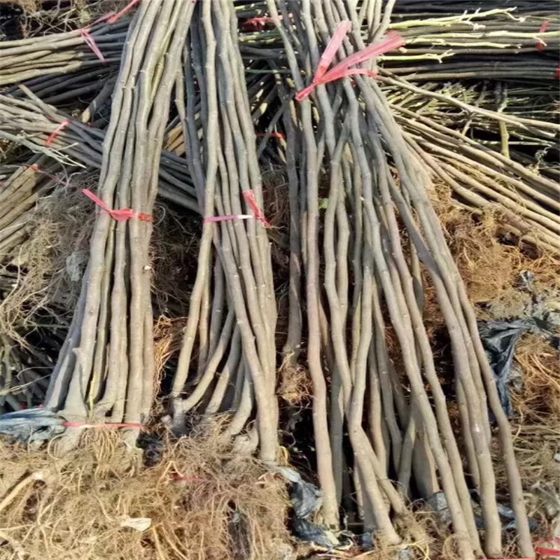 河南省無(wú)花果苗價(jià)格  無(wú)花果苗新品種簽訂合同