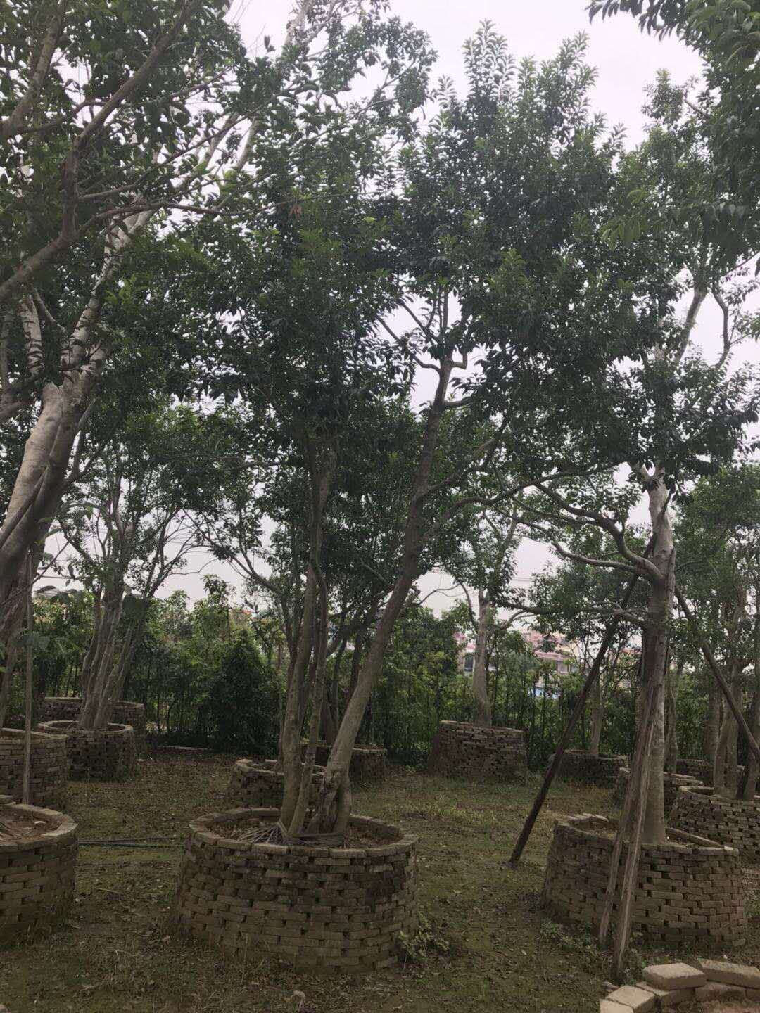 鐵冬青基地鐵-冬青批發(fā)-鐵冬青價(jià)格-廣東叢生鐵冬青