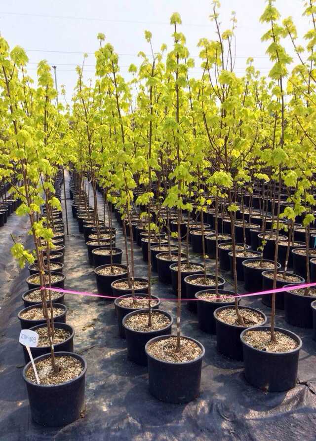 遼寧普林斯頓黃金楓樹苗 耐寒黃金楓至-40℃的*低溫 東順普林斯頓黃金楓嫁接苗