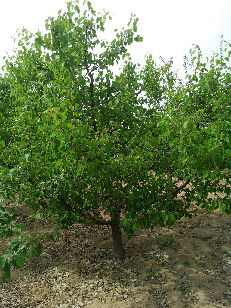 西安山杏報價  山杏 山杏批發(fā) 山杏生產(chǎn)廠家 山杏廠家直銷 山杏價格 山杏供應商