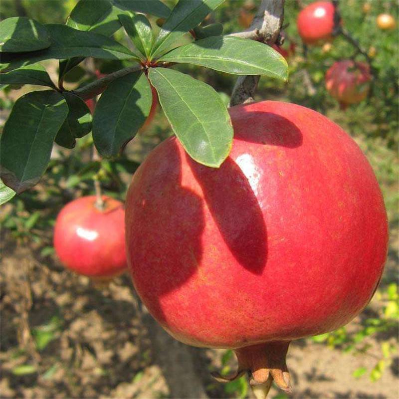 河陰軟籽石榴苗直銷基地批發(fā)廠家直銷 河陰軟籽石榴苗廠家 優(yōu)質(zhì)河陰軟籽石榴苗