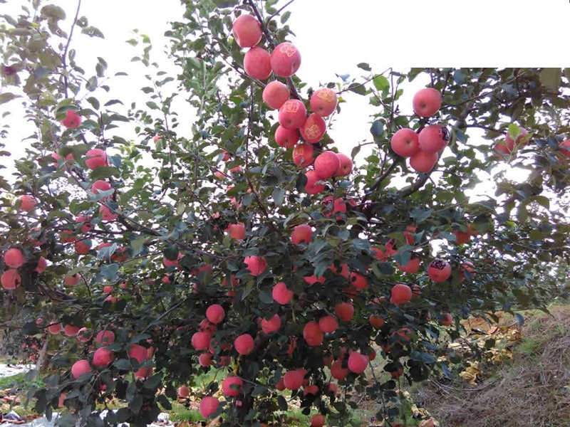 m9t337矮化自根砧紅富士蘋果 m9t337矮化紅富士蘋果苗