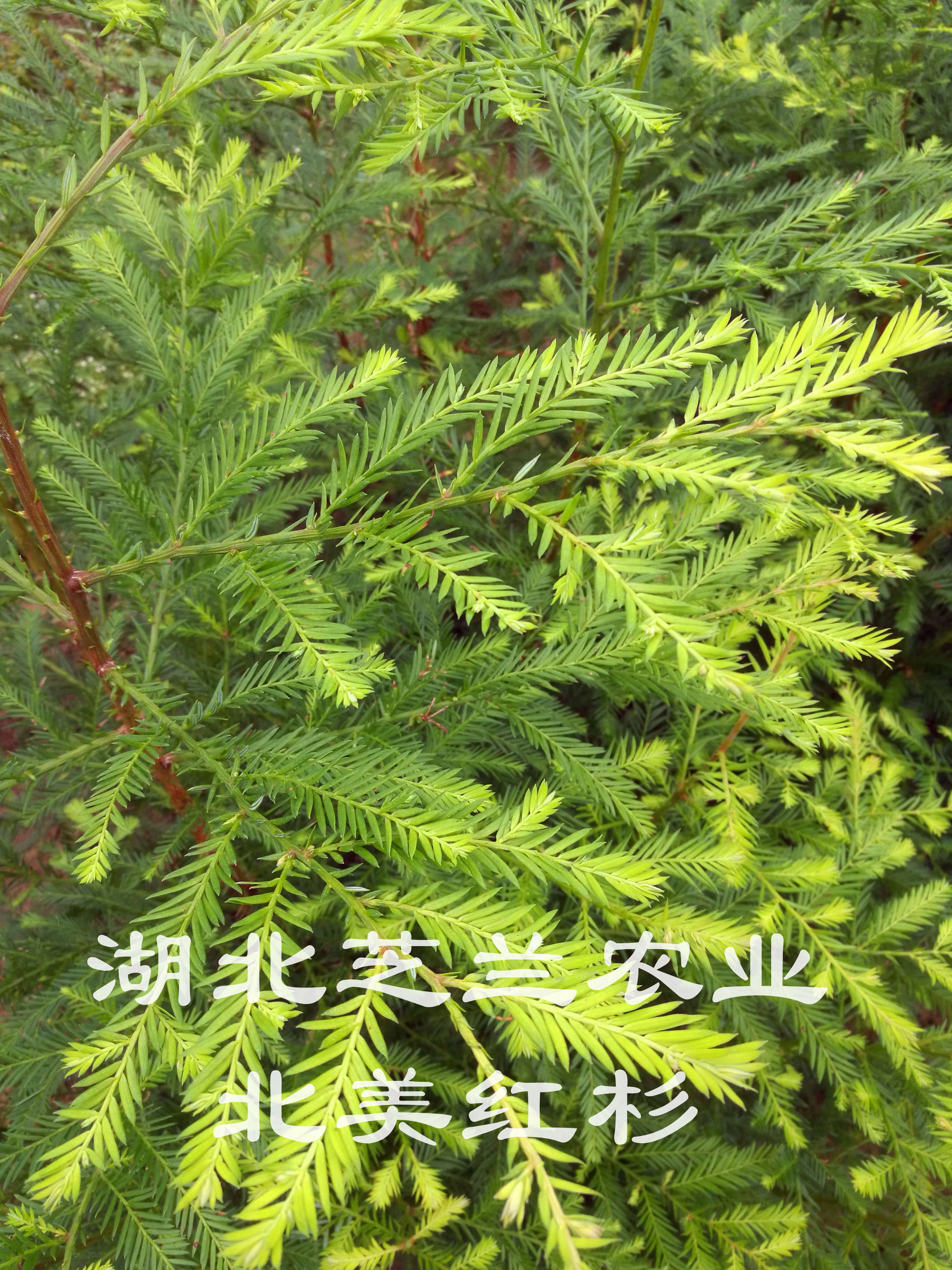 供應(yīng)湖北北美紅杉美國(guó)紅杉樹苗*惠