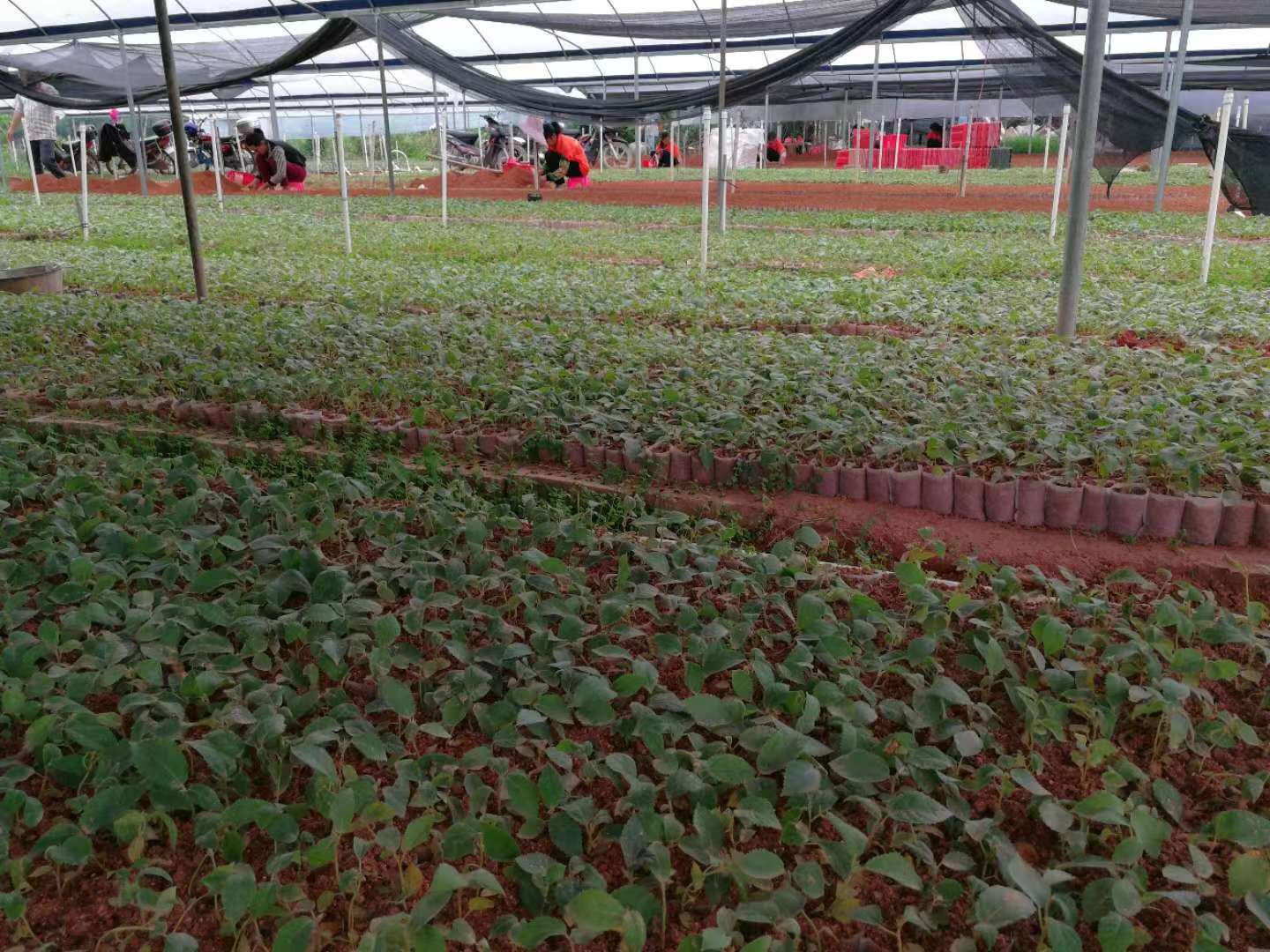 萍鄉(xiāng)五指毛桃電話-價格-批發(fā)