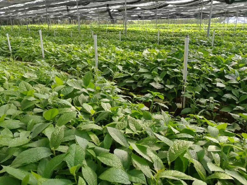 萍鄉(xiāng)五指毛桃電話-價格-批發(fā)