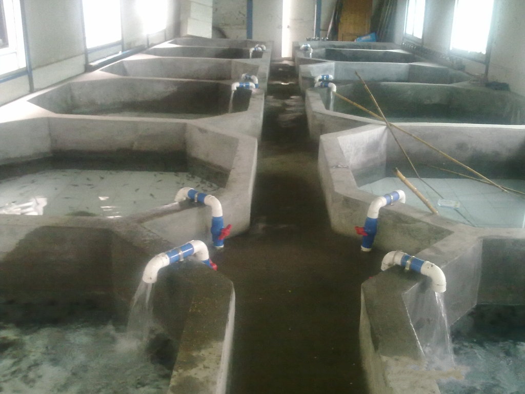 鱘魚可以吃嗎\鱘魚批發(fā)零售鱘魚養(yǎng)