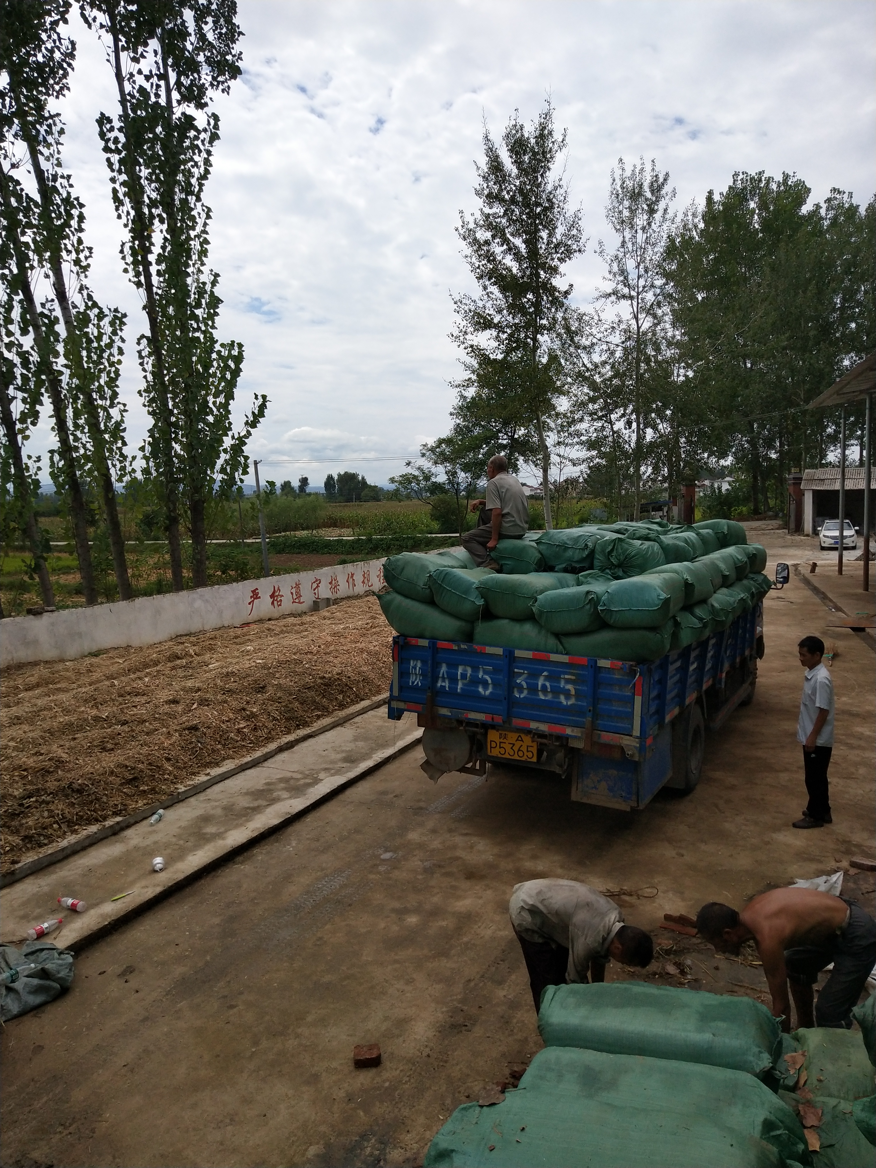 甘肅康縣玉米秸稈青儲粗飼料帶棒玉米秸稈青飼料牛羊*秸稈飼料廠家