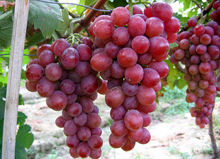 極早甜66葡萄新品種，好吃的極早甜葡萄，葡萄樹苗新品種，優(yōu)質(zhì)葡萄，葡萄樹苗批發(fā)