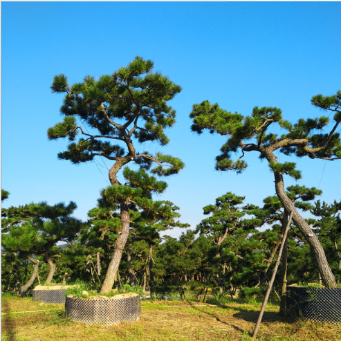 福建黑松造型樹苗 黑松造型樹苗批發(fā) 黑松造型樹苗報價 黑松造型樹苗供應(yīng)商 黑松造型樹苗供銷商