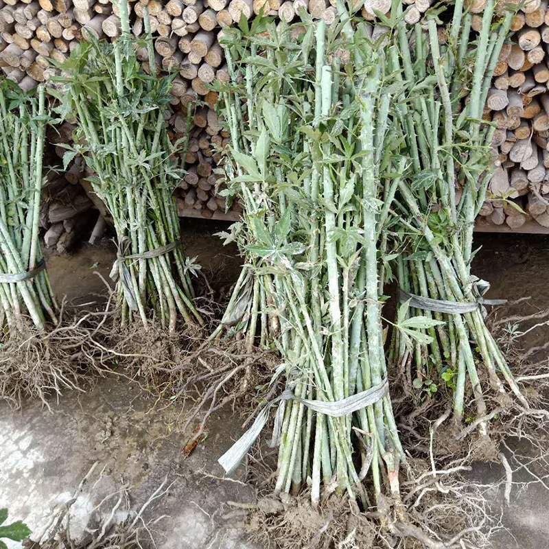 浙江刺兒茶 覆盆子茶 甜茶掌葉甜茶 杭州茶現(xiàn)摘茶刺兒茶