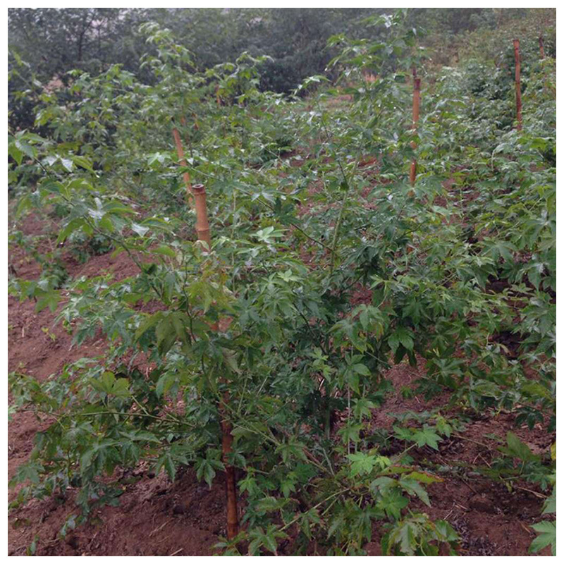 浙江刺兒茶 覆盆子茶 甜茶掌葉甜茶 杭州茶現(xiàn)摘茶刺兒茶
