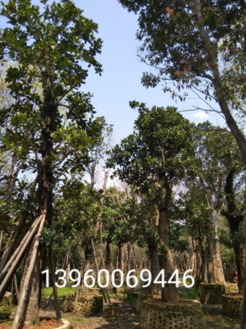 福建菠蘿蜜樹(shù)苗 全國(guó)供應(yīng)菠蘿蜜樹(shù)苗 直銷(xiāo)菠蘿蜜樹(shù)苗 菠蘿蜜樹(shù)苗基地 菠蘿蜜樹(shù)苗批發(fā)