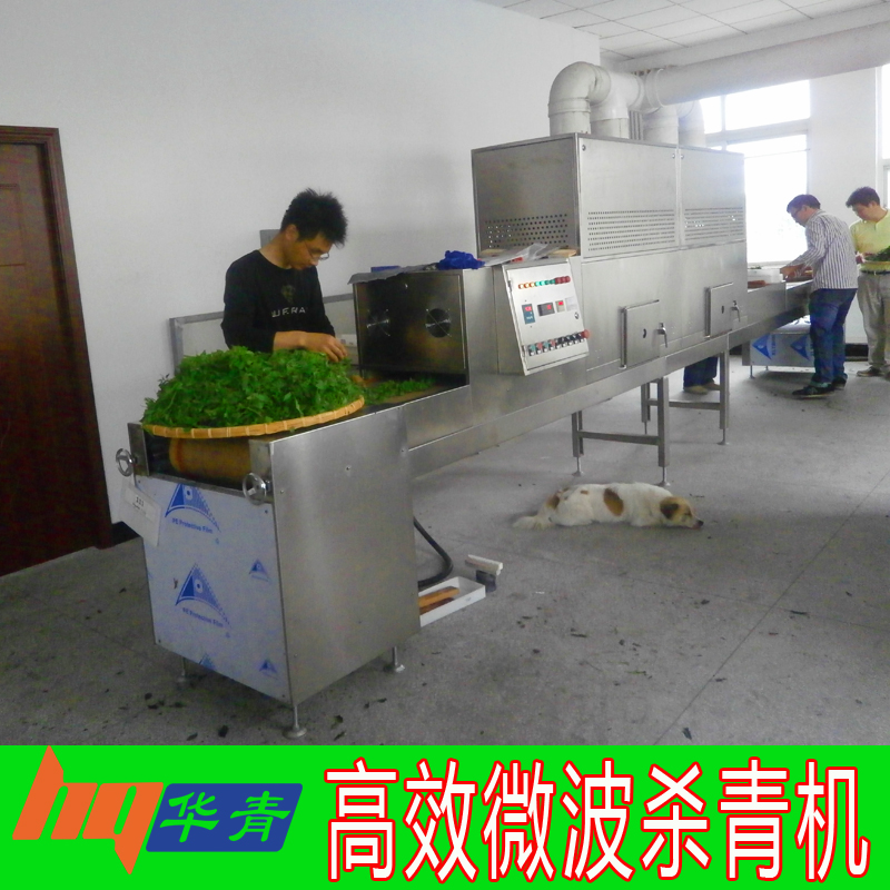 金銀花微波殺青工藝 金銀花微波殺青工藝視頻分享 金銀花微波殺青工藝優(yōu)缺點(diǎn) 金銀花微波殺青工藝原理