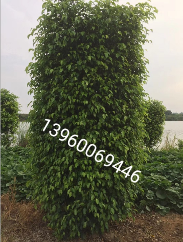 漳州垂葉榕 園林綠化工程 垂葉榕基地批發(fā) 垂葉榕苗木 垂葉榕供應(yīng)商