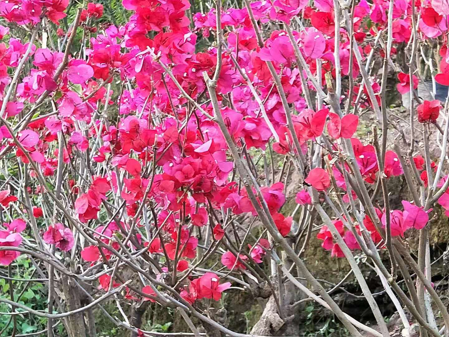 全國供應(yīng)三角梅基地 全國供應(yīng)三角梅 直銷三角梅 三角梅報(bào)價(jià) 三角梅供應(yīng)商
