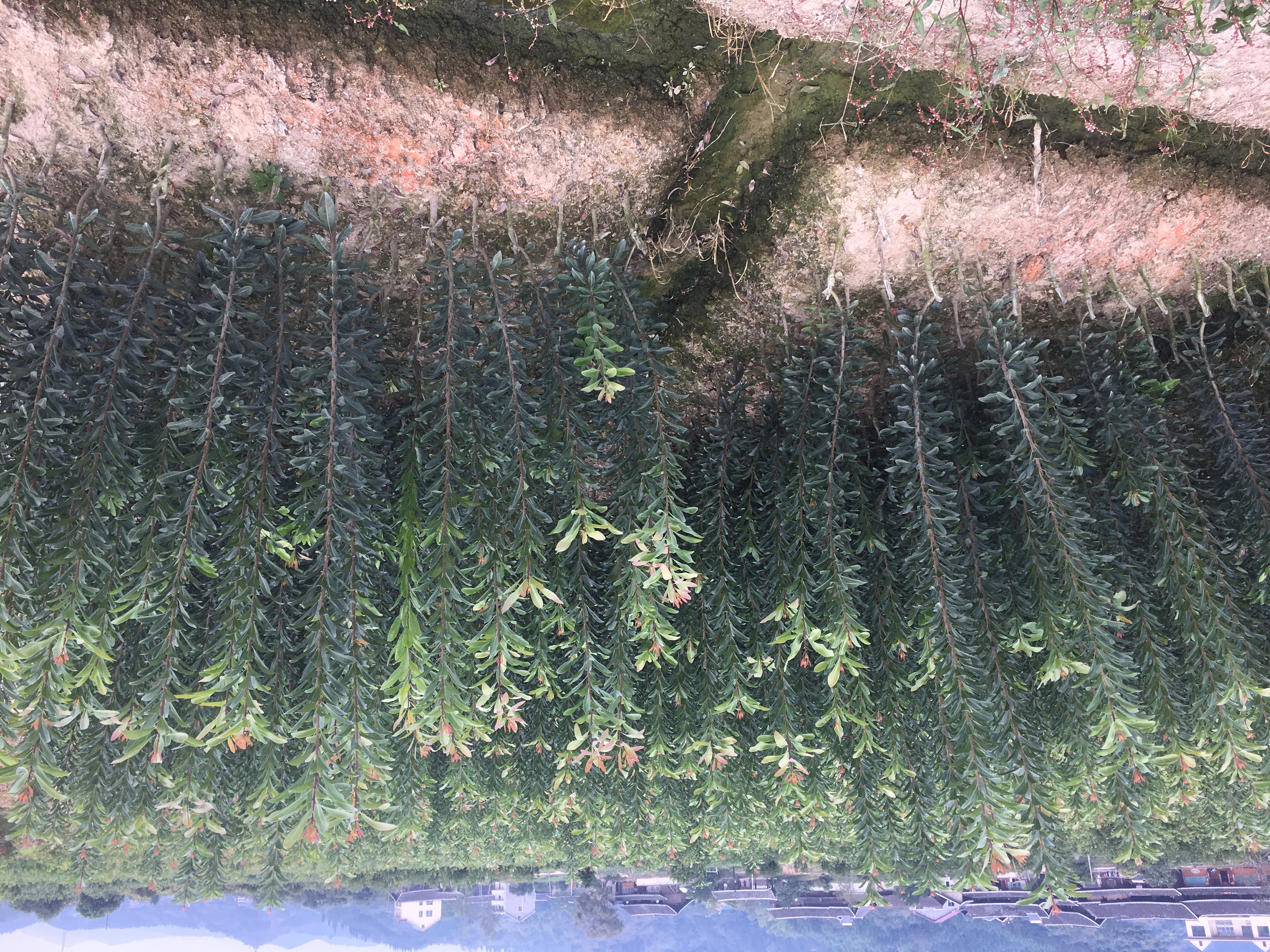 大量提供嫁接楊梅苗 /綠化直桿楊梅苗木/湖南懷化靖州種植基地
