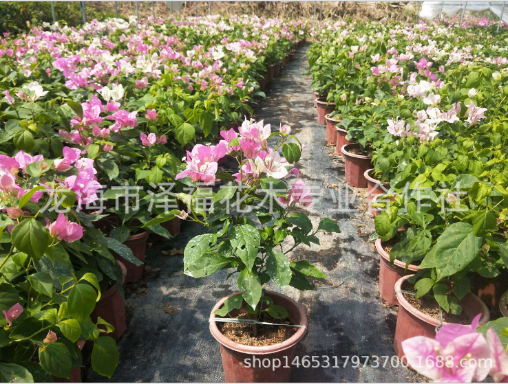 東籬小舍 花蝴蝶 紅心櫻花 潮汕花蝴蝶供應(yīng)商 廣東紅心櫻花報(bào)價(jià) 韶關(guān)櫻花三角梅價(jià)格 櫻花三角梅制造商 紅心櫻花生產(chǎn)家