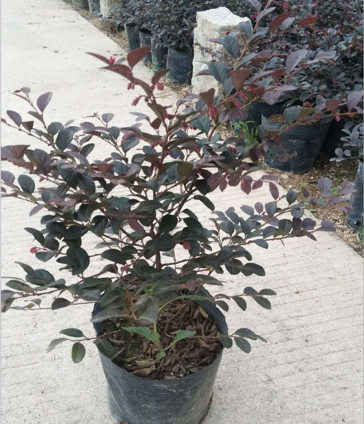 庭院綠化紅花 四季常青灌木紅 潮汕綠化紅花供應商 廣東常青灌木紅報價 韶關灌木價格 中山綠化紅花批發(fā) 黃灌木制造商