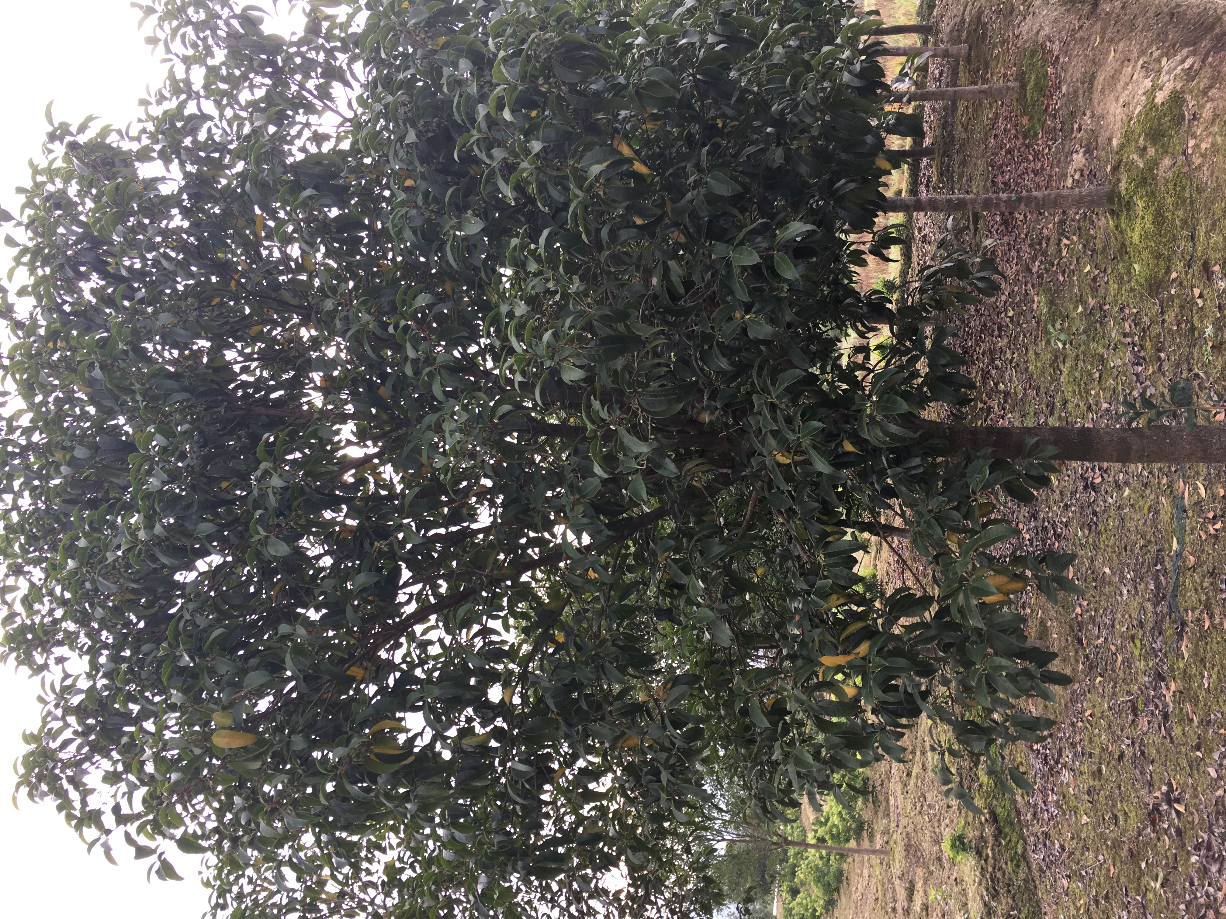 桂花樹苗/綠化桂花樹/靖州種植基地