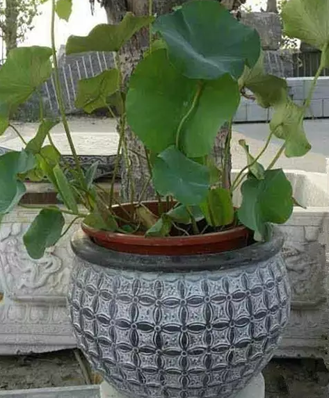 河北石雕魚缸供應(yīng)商 直銷石雕魚缸 石雕魚缸廠家 石雕魚缸供應(yīng)商 石雕魚缸報(bào)價(jià)