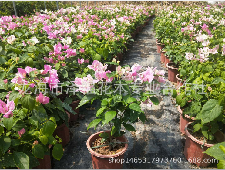 東籬小舍 花蝴蝶 紅心櫻花 潮汕花蝴蝶供應(yīng)商 廣東紅心櫻花報(bào)價(jià) 韶關(guān)櫻花三角梅價(jià)格 櫻花三角梅制造商 紅心櫻花生產(chǎn)家