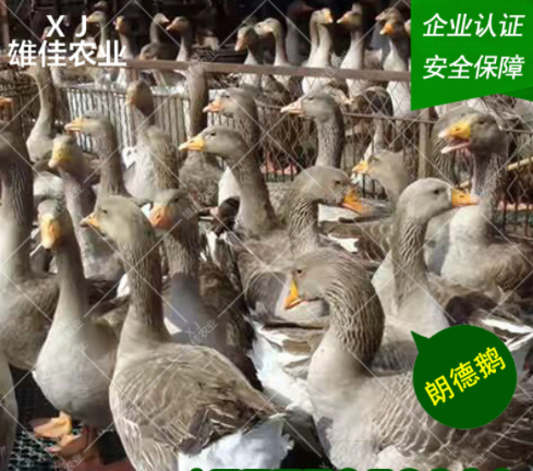 朗德鵝苗廠家 朗德鵝苗價格表 朗德鵝苗批發(fā) 朗德鵝苗電話 朗德鵝苗供應(yīng)商 朗德鵝苗哪家好 朗德鵝苗報價 朗德鵝苗電話