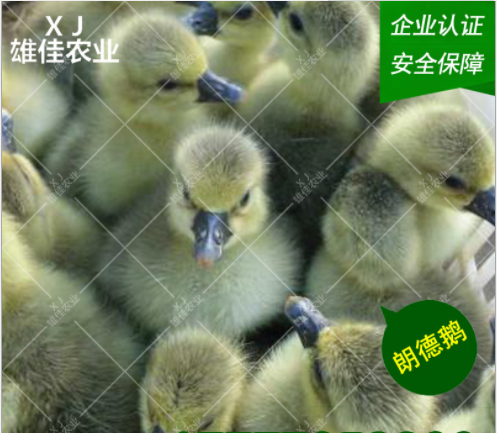 朗德鵝苗廠家 朗德鵝苗價格表 朗德鵝苗批發(fā) 朗德鵝苗電話 朗德鵝苗供應(yīng)商 朗德鵝苗哪家好 朗德鵝苗報價 朗德鵝苗電話