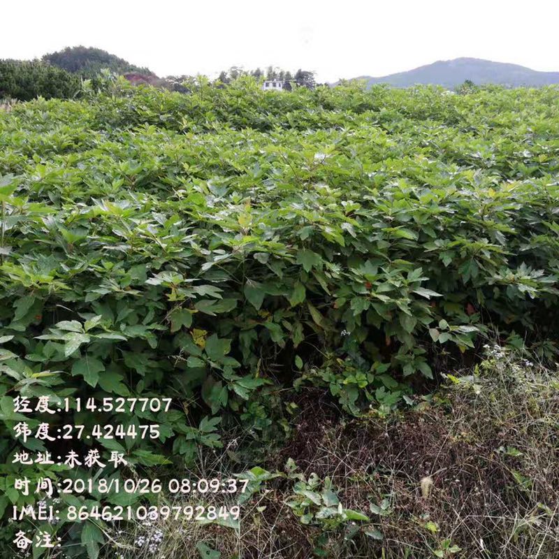 檫木苗價(jià)格哪里便宜_江西檫木苗價(jià)格哪里便宜_檫木苗報(bào)價(jià)