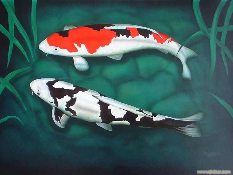 蘇州日本錦鯉觀賞魚養(yǎng)殖場