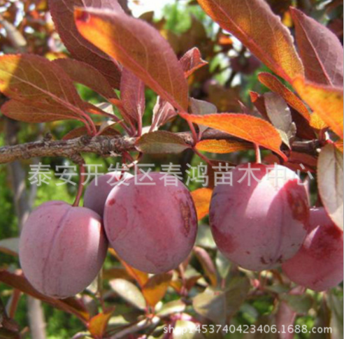 速生紫葉李綠化苗 嫁接紫葉李綠化苗 6公分濕地綠化工程苗 彩色風景樹 苗圃直銷