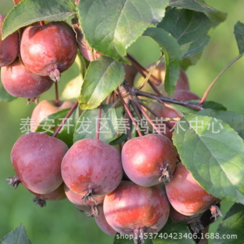 速生紫葉李綠化苗 嫁接紫葉李綠化苗 6公分濕地綠化工程苗 彩色風景樹 苗圃直銷