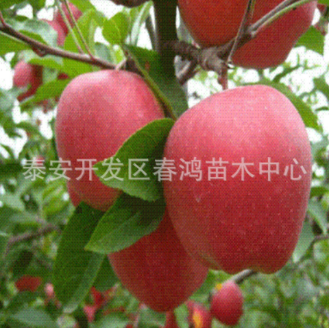 供應(yīng)蘋(píng)果苗 直銷短枝蘋(píng)果樹(shù)苗 蘋(píng)果苗繁育基地 嫁接蘋(píng)果苗 紅富士蘋(píng)果苗