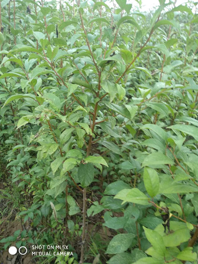 黒霸王李子樹苗價格山西果樹苗基地批發(fā)黒霸王李子樹苗