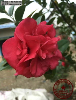 九轉(zhuǎn)大紅茶花 九轉(zhuǎn)大紅茶花報價 九轉(zhuǎn)大紅茶花批發(fā) 九轉(zhuǎn)大紅茶花供應(yīng)商 九轉(zhuǎn)大紅茶花哪家好 九轉(zhuǎn)大紅茶花電話