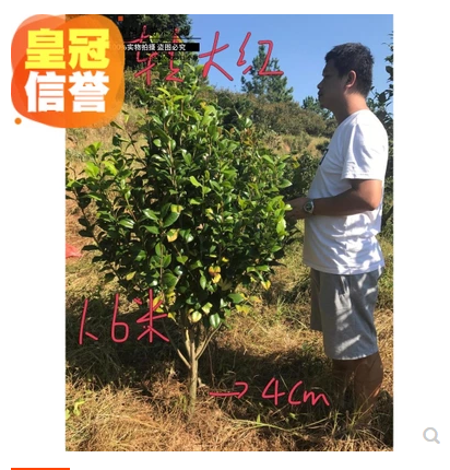 九轉(zhuǎn)大紅茶花 九轉(zhuǎn)大紅茶花報價 九轉(zhuǎn)大紅茶花批發(fā) 九轉(zhuǎn)大紅茶花供應(yīng)商 九轉(zhuǎn)大紅茶花哪家好 九轉(zhuǎn)大紅茶花電話