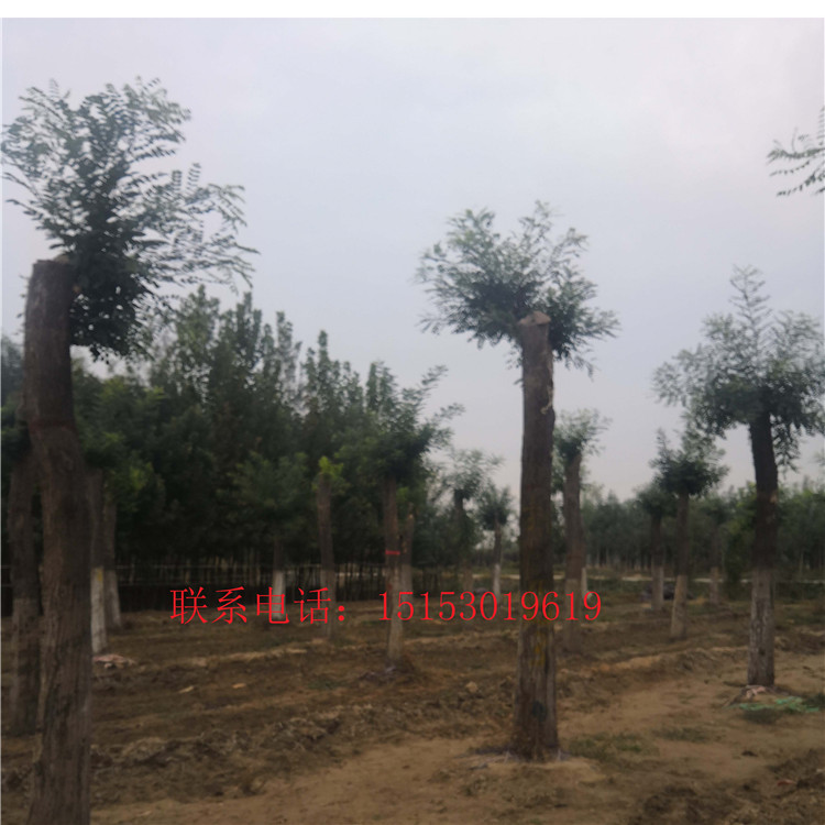 山東國槐種植基地 廠家種植國槐 嫁接國槐*國槐銷售價格