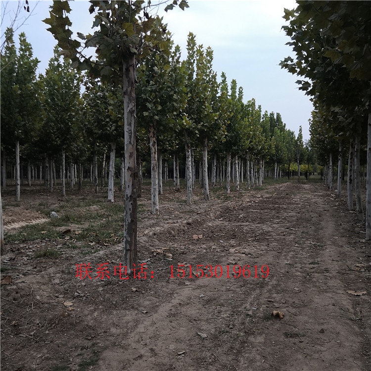 22公分*國槐  直銷全國種植批量國槐價(jià)格  山東君豪園林國槐中種植基地