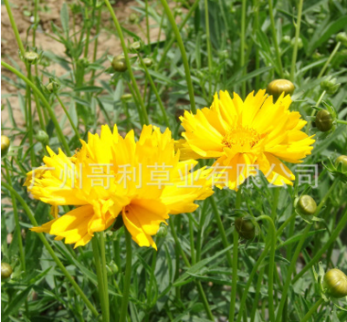 金雞菊種子 金雞菊種子報(bào)價(jià) 金雞菊種子批發(fā) 金雞菊種子供應(yīng)商 金雞菊種子哪家好 金雞菊種子電話