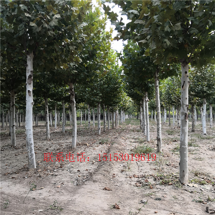 20公分國槐銷售價(jià)格 20公分法桐銷售價(jià)格 園林綠化國槐法桐價(jià)格