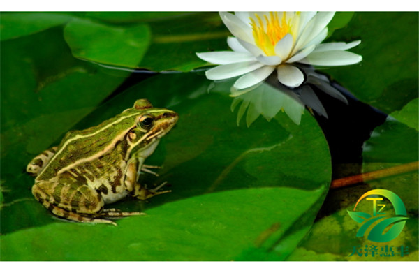 人工養(yǎng)殖青蛙怎么樣才能提高成功幾率