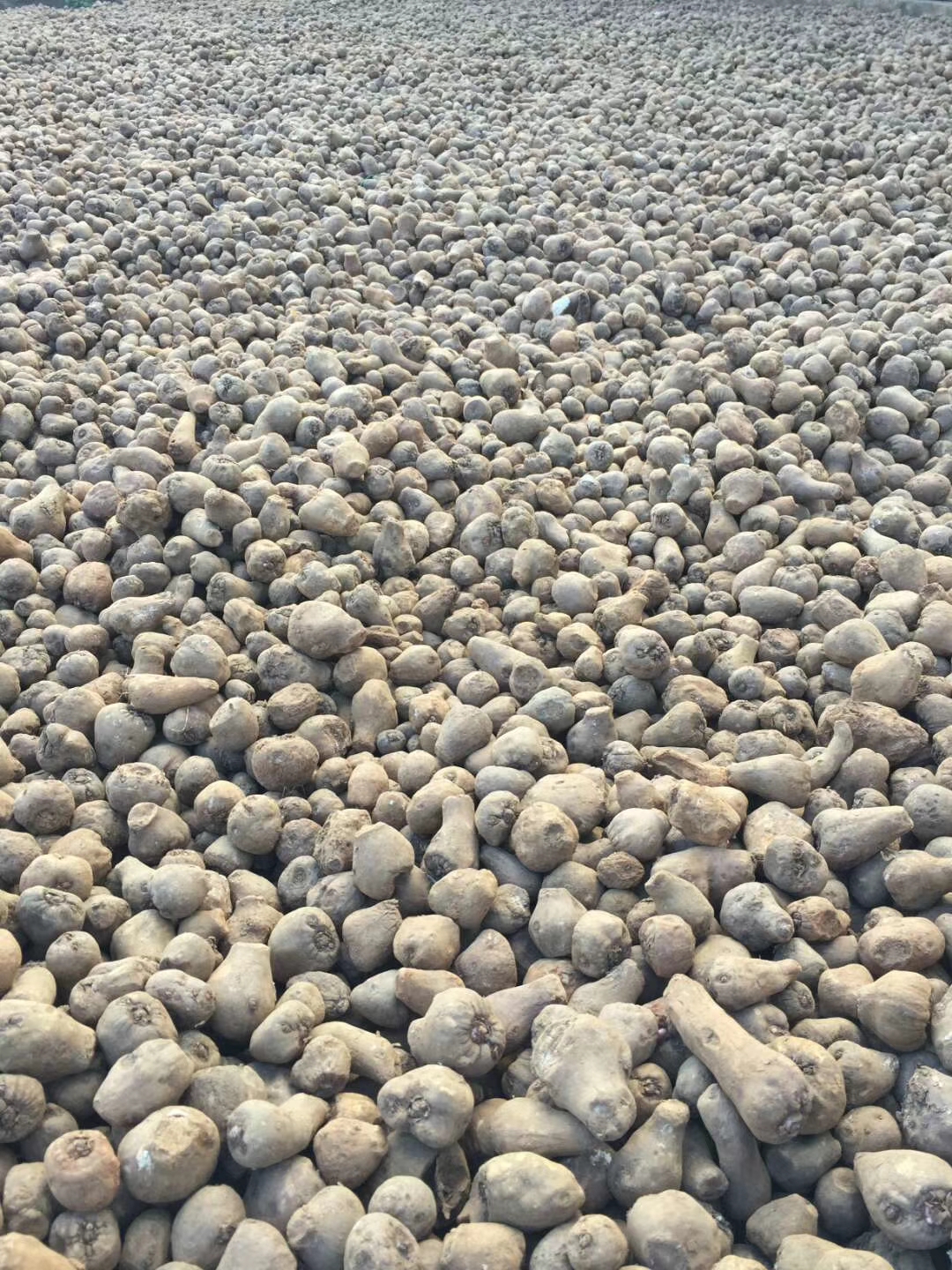 基地直銷魔芋一代種