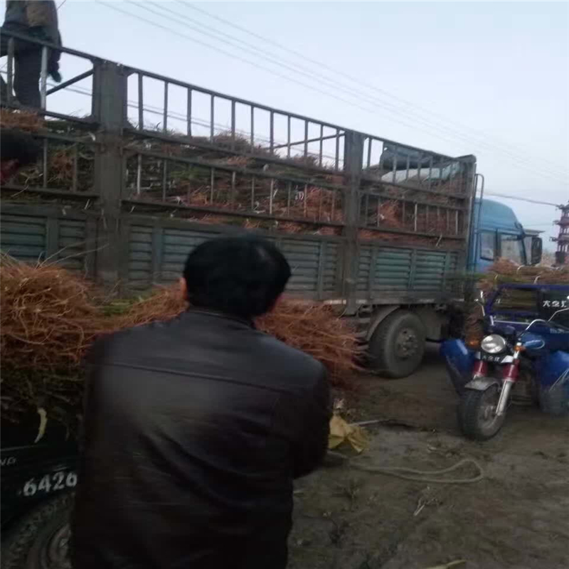 中間砧木矮化蘋果苗多少錢一株  云南省中間砧木矮化蘋果苗價(jià)格